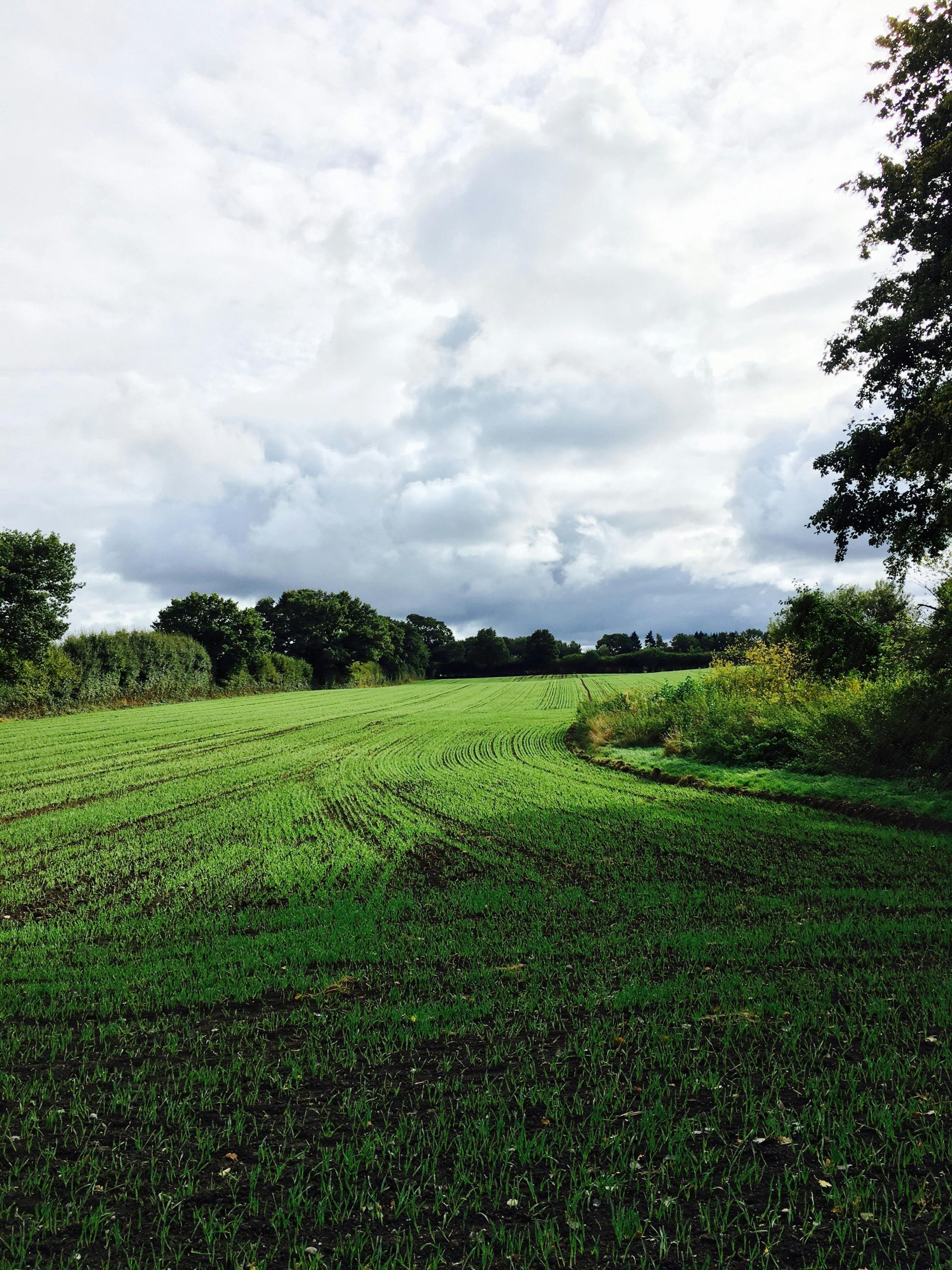 A verdant field stretching under a vast cloudy sky, capturing rural tranquility.